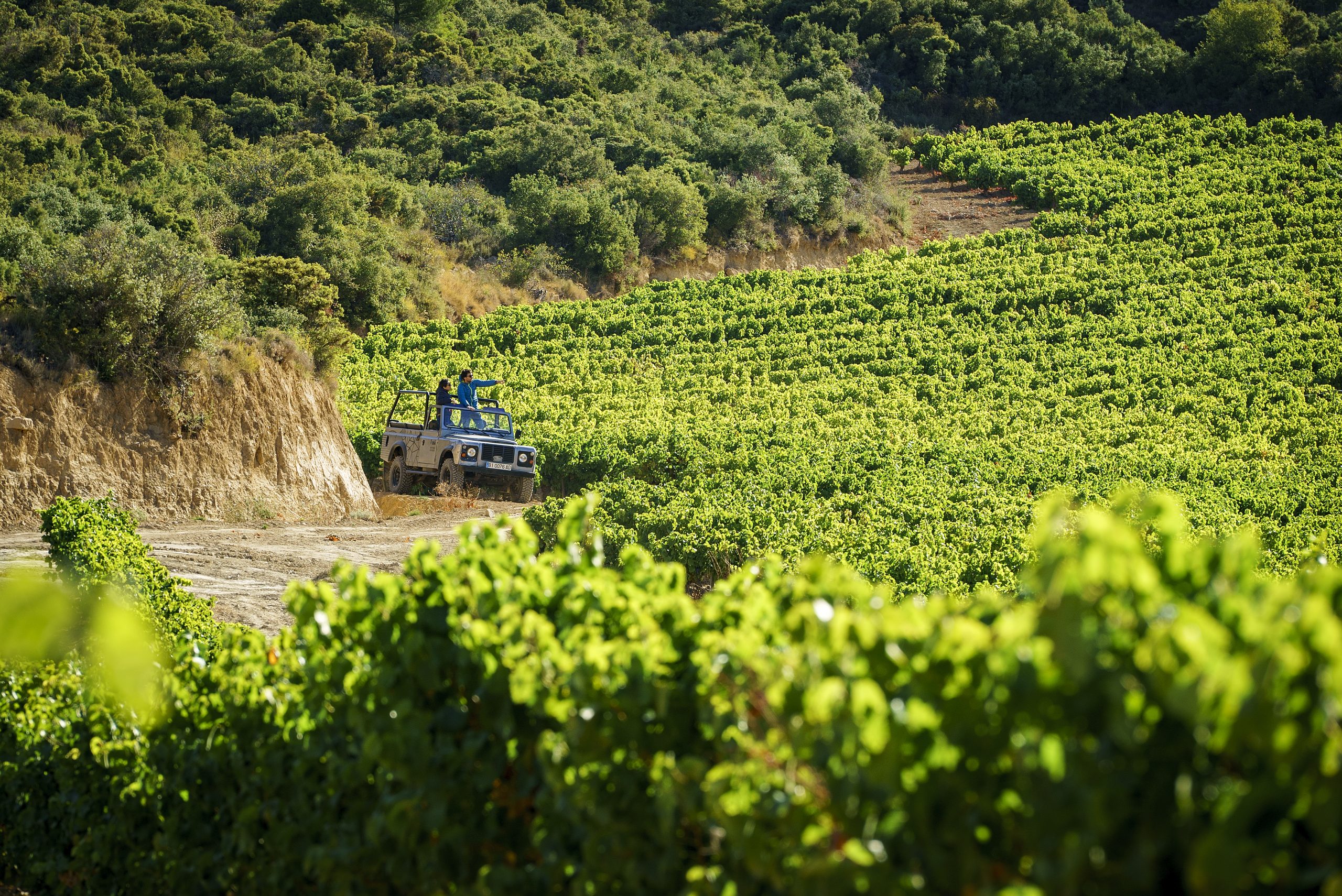 Viñedos en San Martín de Unx