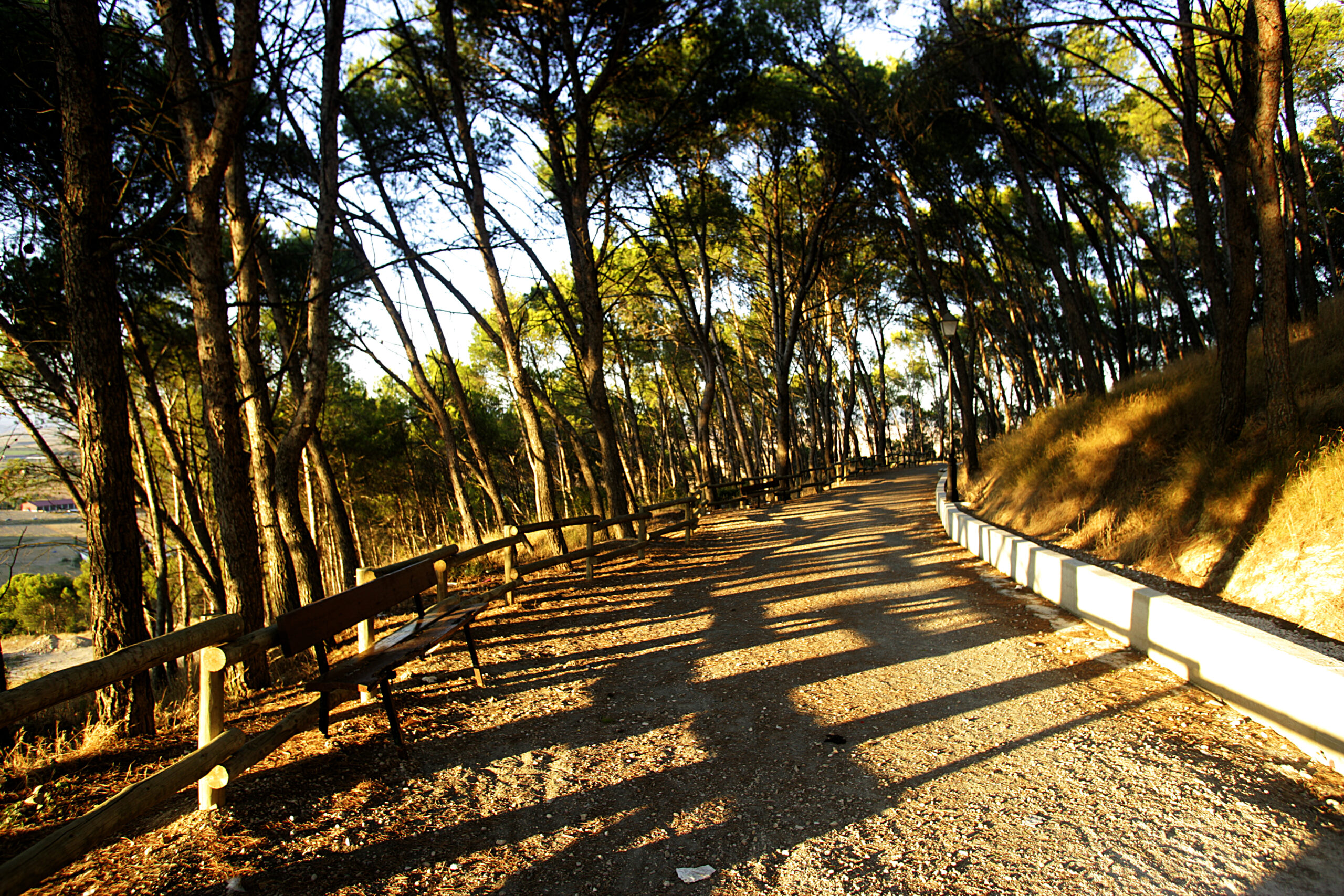 Pinar de Larraga
