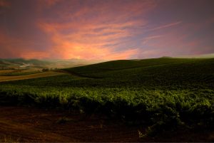 Atardecer en el Valle de Nekeas: viñedos