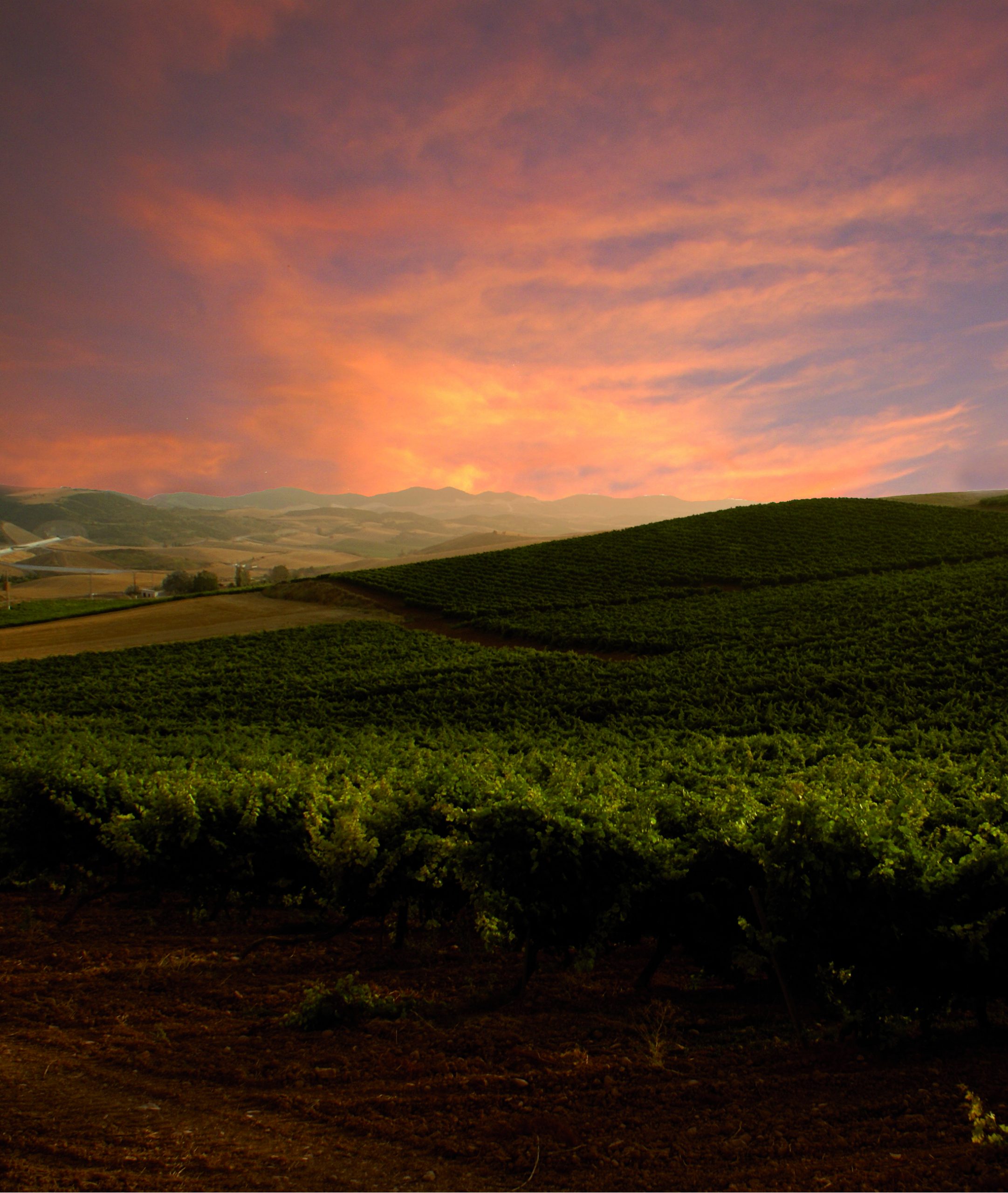 Viñedos al atardecer en el valle de las Nekeas