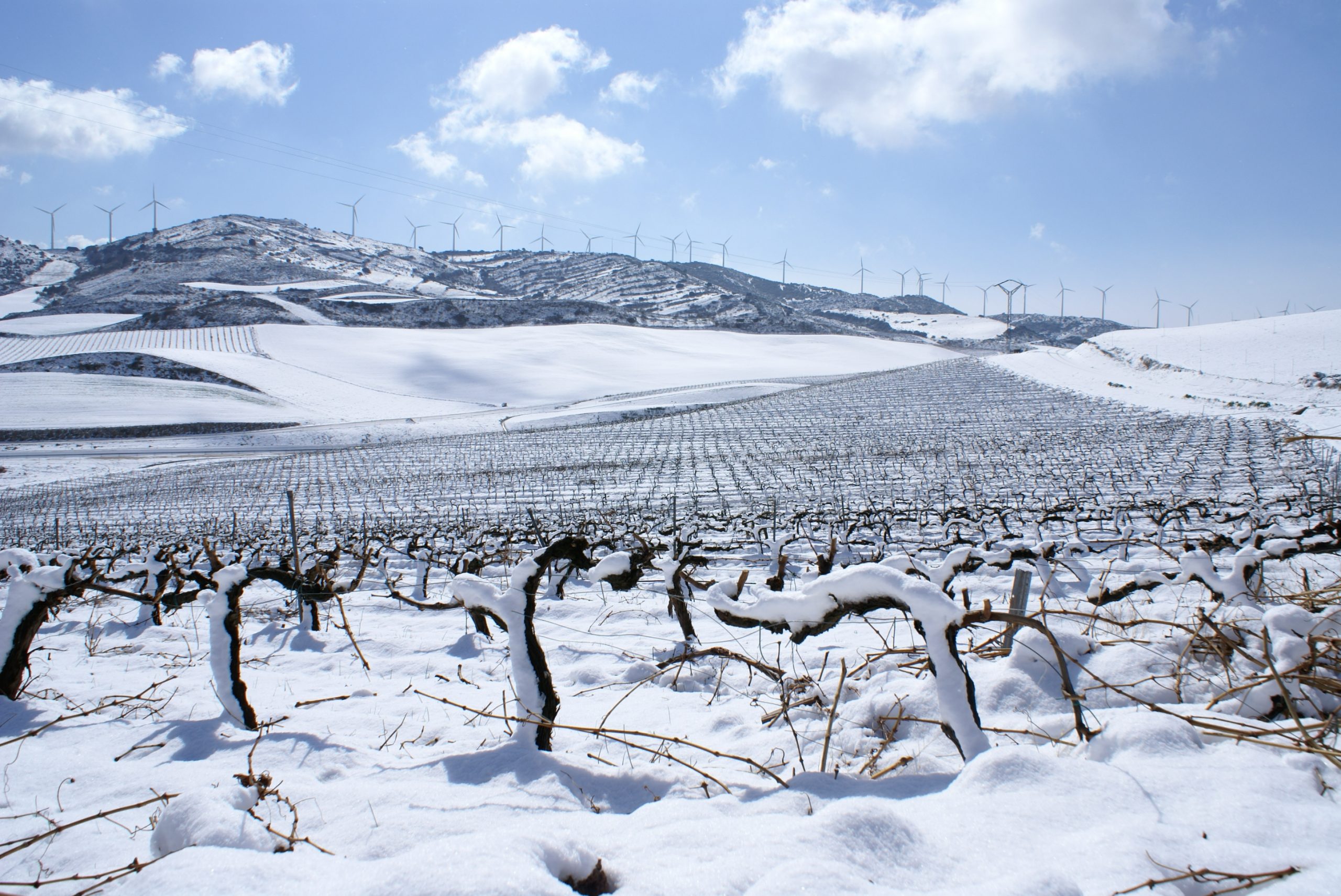 Viñedo en invierno