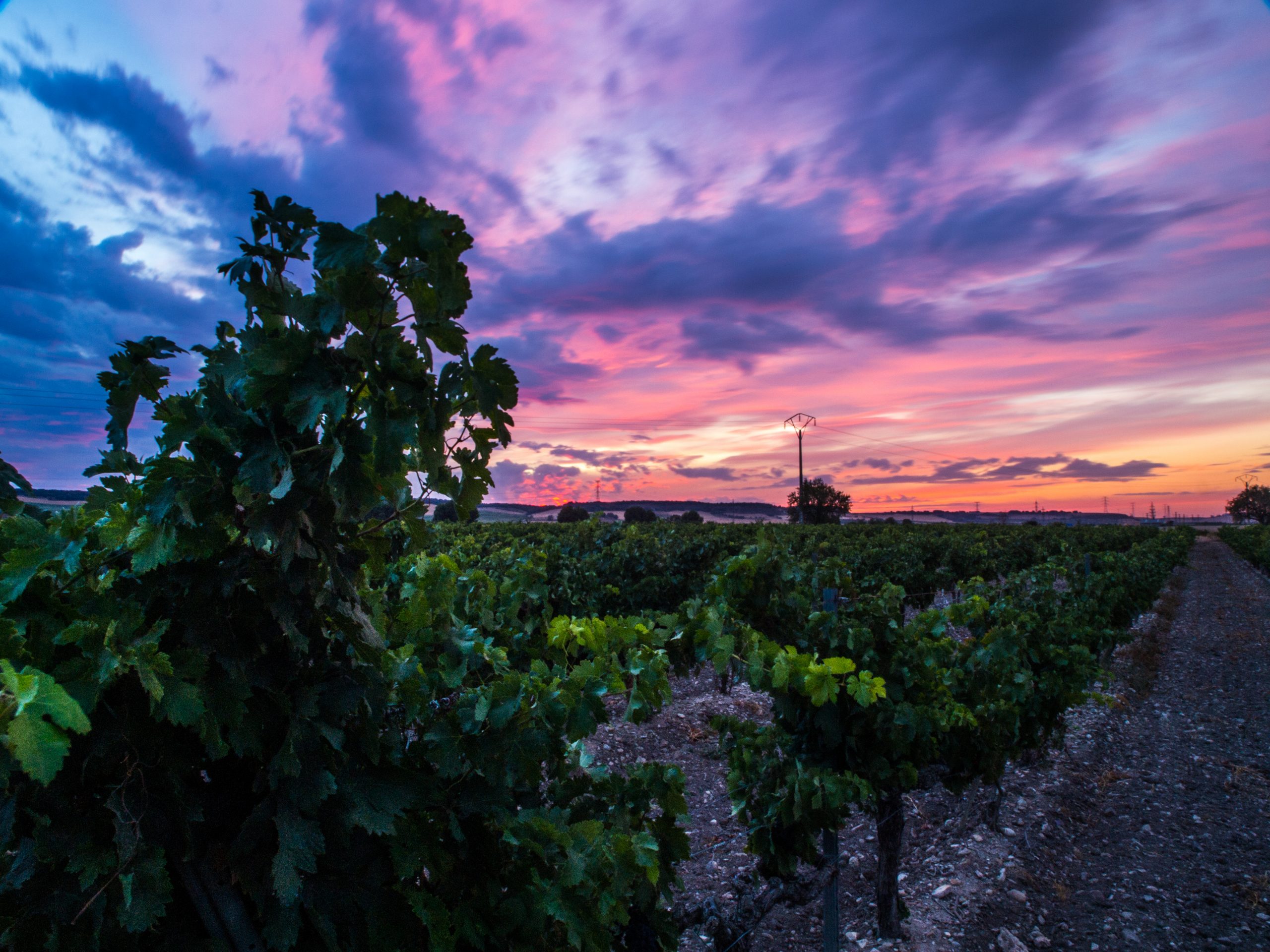 Atardecer entre viñedos